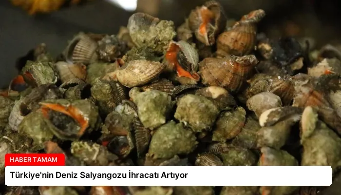 Türkiye’nin Deniz Salyangozu İhracatı Artıyor