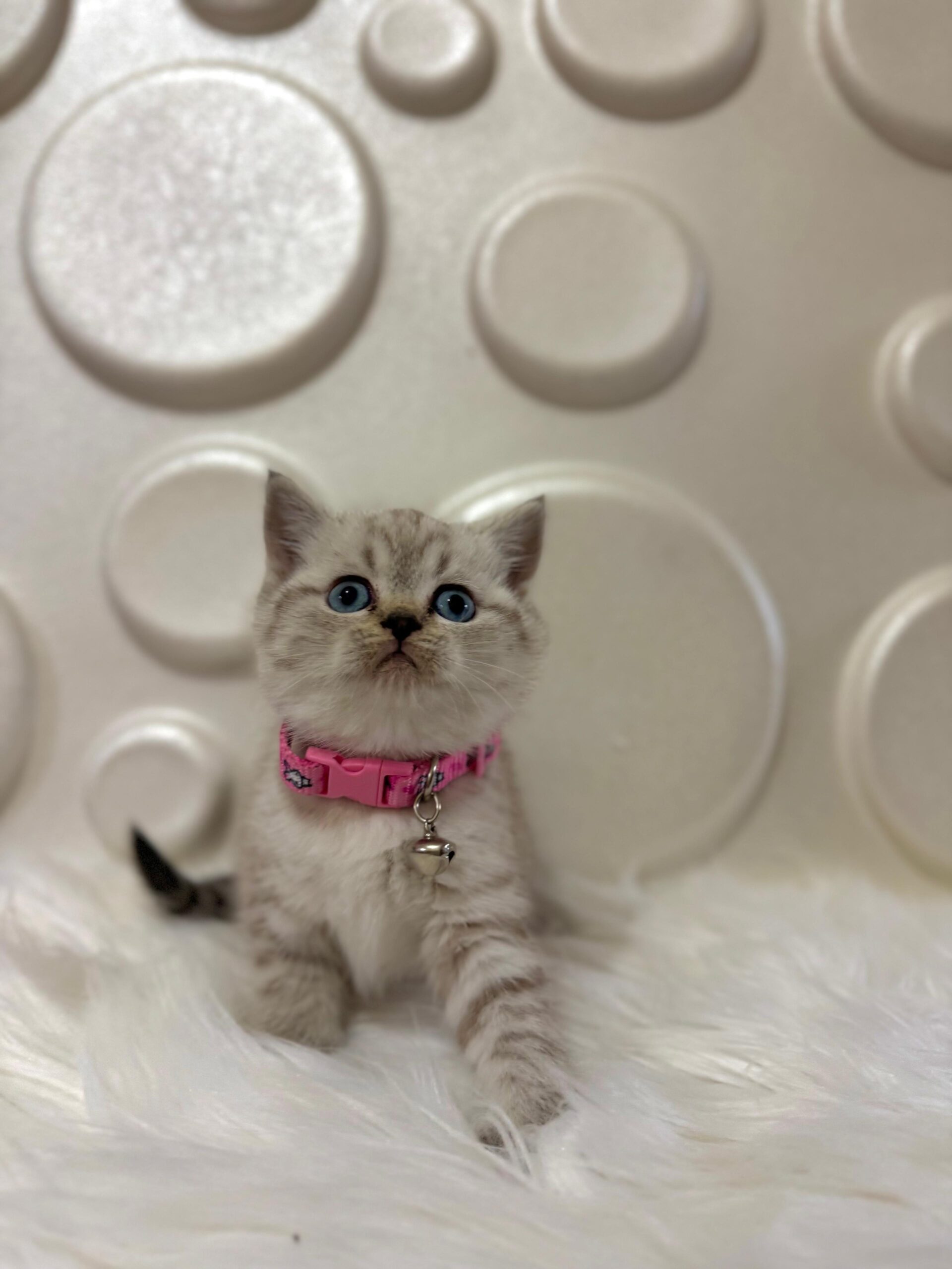 Uysal ve Sevgi Dolu Dostlar, British Shorthair Kedileri