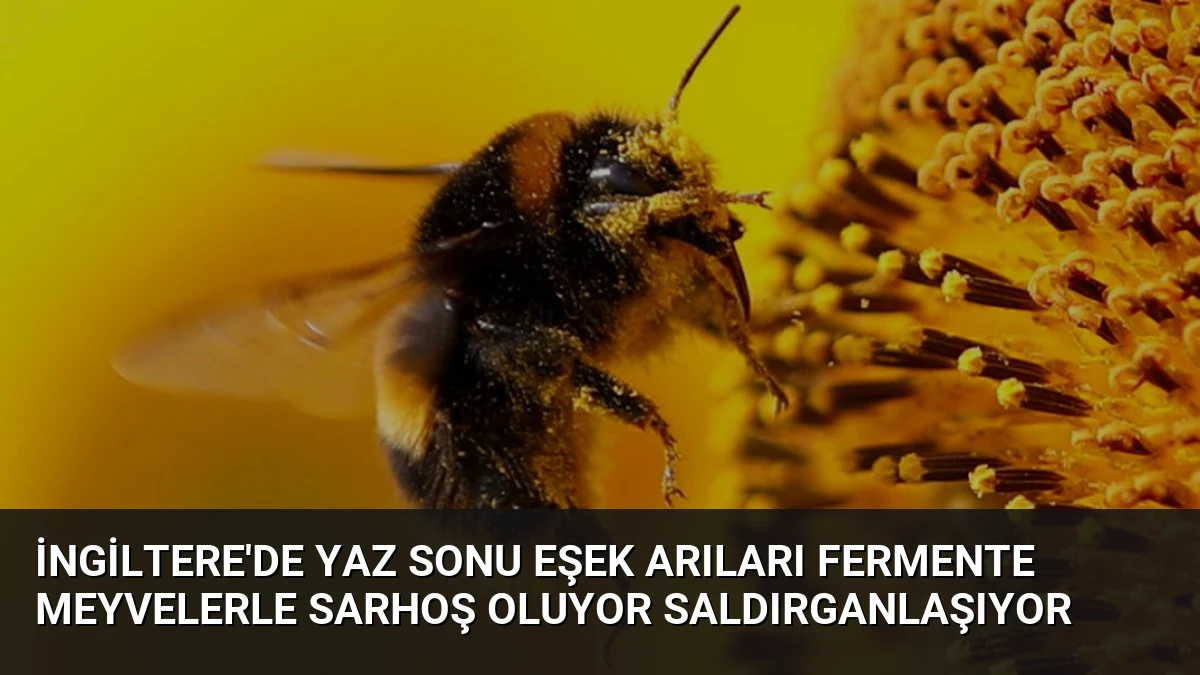 İngiltere’de Yaz Sonu Eşek Arıları Fermente Meyvelerle Sarhoş Oluyor Saldırganlaşıyor