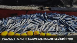 Palamutta Altın Sezon Balıkçıları Sevindiriyor