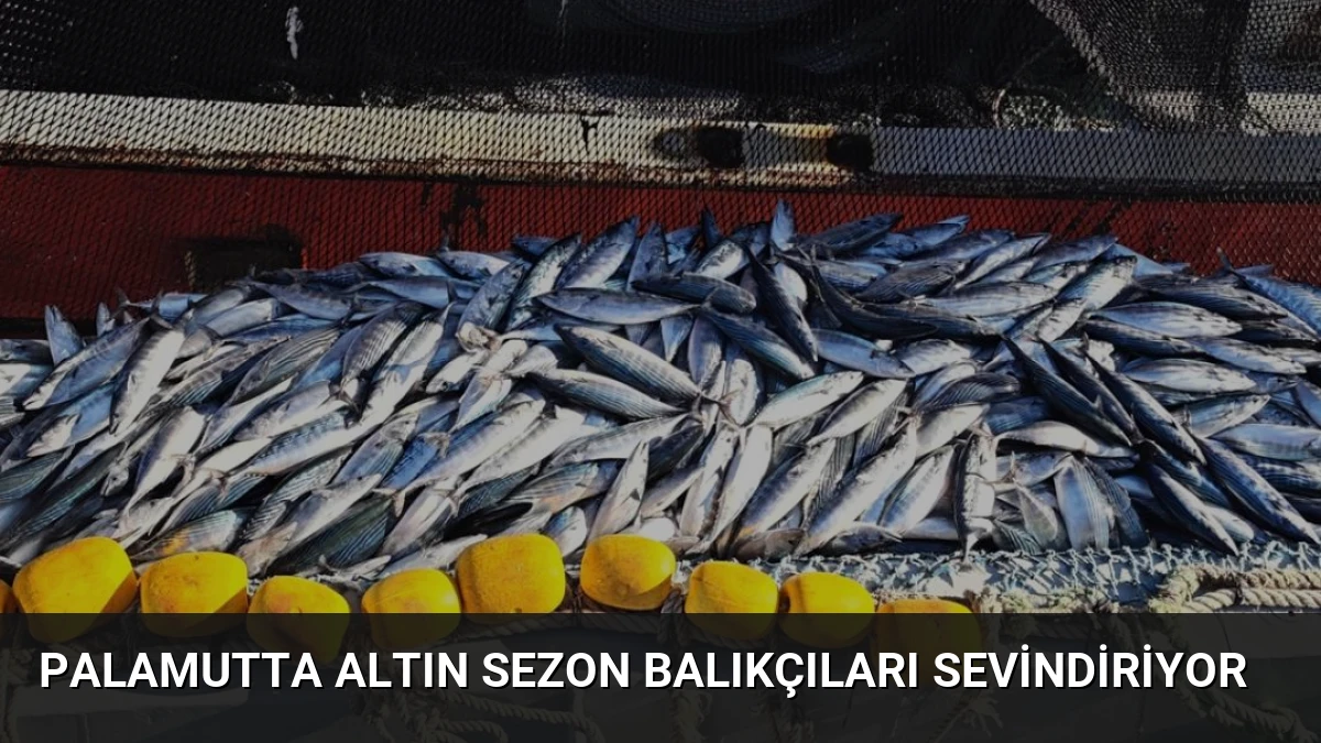 Palamutta Altın Sezon Balıkçıları Sevindiriyor