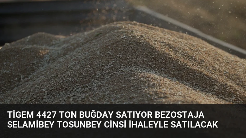 Tigem 4427 Ton Buğday Satıyor Bezostaja Selamibey Tosunbey Cinsi İhaleyle Satılacak